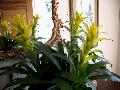 Aechmea Bromeliad / Aechmea species